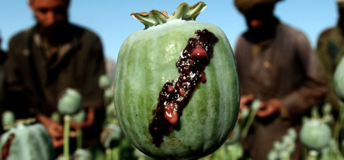 Drugs: The harsh reality of drug abuse and trafficking in Afghanistan